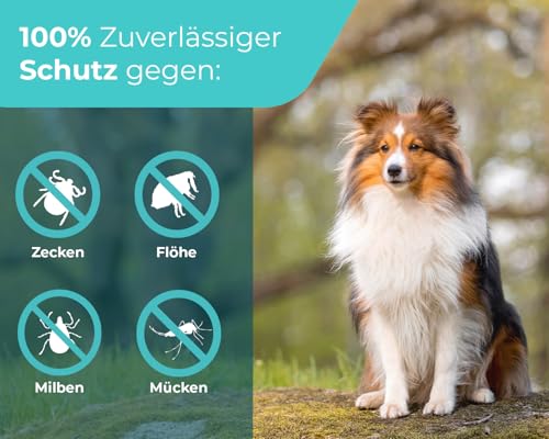 Spot On für Hunde Zecken- und Floh Schutz, Effektiver Zeckenschutz für den Hund, 3 Monate Langzeitwirkung gegen Zecken im Jahresvorrat für alle Hundegrößen