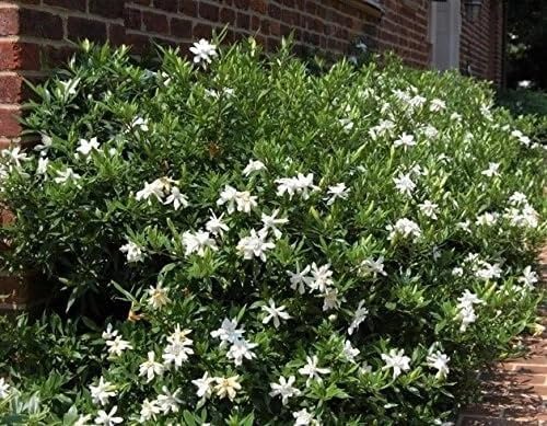 Cape Jasmine Plant 3-5" Tall - Frost Proof Gardenia Live Starter Plant for Growing Indoor