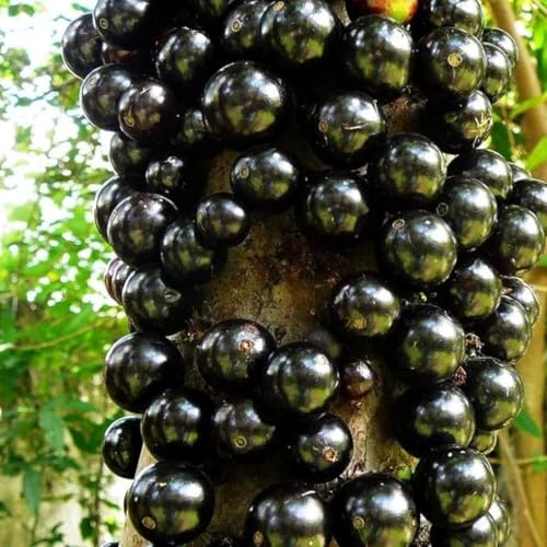 Black Jabuticaba Trees Live Plants, Jaboticaba Plants Live in 4 Inches Pot for Planting Outside, Brazilian Grape Trees