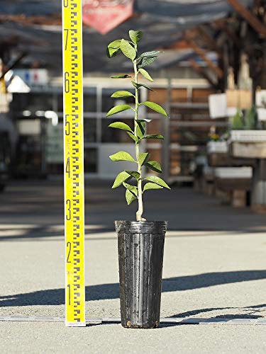 Amazon.co.jp: 文旦 苗木 【土佐文旦 (とさぶんたん)】 1年生 Amazon.co.jp: 文旦 苗木 【土佐文旦 (とさぶんたん)】 1年生