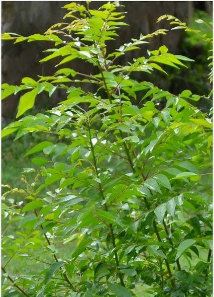 Live Neem Herbal Plant,Medicinal Live Plant, Neem Tree :Box Includes1 Healthy Plant With Black Pot) (B0D12KDDS5) Amazon Price History, Amazon Price Tracker