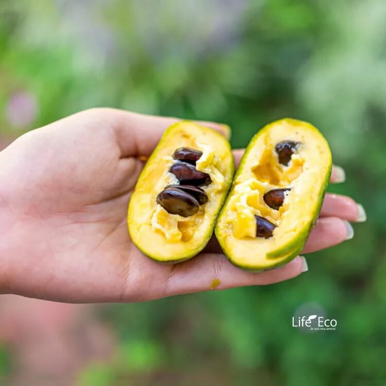Amazon | 庭木・植木 ポポー（ポーポー） 5年生苗【実生】 2本立 / 5寸