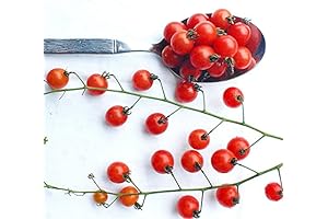 20+ World's Smallest Spoon-Size Sweet Currant Tomato Seeds, Early Heirloom, Non-GMO, Rare, Indeterminate, Open-Pollinated, American
