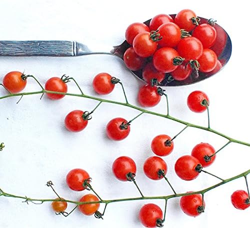 20+ Worlds Smallest Spoon Currant Tomato Seeds, Early, Heirloom Non-GMO, Rare, Early, Vigorous, Sweet, Indeterminate, Open-Pollinated, Delicious, from USA