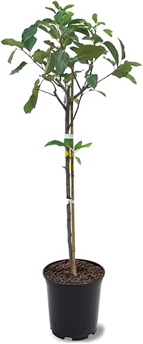 Miniatura 10 de American Plant Exchange Red Delicious Manzano, maceta de 5 galones, 3-4 pies de alto, planta fructífera viva al aire libre, producción de frutas