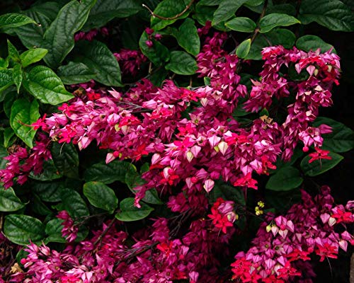 GreenTower Original Red Variety Bleeding Heart Vine Creeper - Climber Vine Healthy Hybrid Flower Plant With Grow Bag Pack Of 1 (Blooming At 2/4 Month) (B0CRZG6RMD) Amazon Price History, Amazon Price Tracker