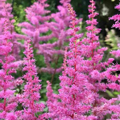 Astilbe Flower Seeds 1000 Count - Cold Hardy Perennial Seeds, Long Lasting Blooms, Suitable for Cut Flower Arrangements & Garden Decoration