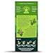 Organic India TULSI GREEN TEA CLASSIC 25 TEA BAGS