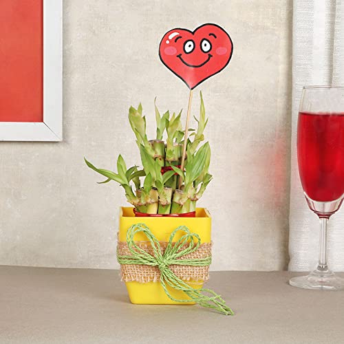 FlowerAura Heart Bamboo Live Plant For Indoor Table Decor In A Wrapped Up Yellow Vase Pot For Balcony, Office/Home Decoration (B09L8FSCK5) Amazon Price History, Amazon Price Tracker