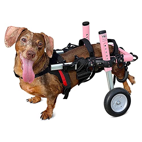 Top 10 dachshund wheelchairs Buying Guide BestWeldingGears
