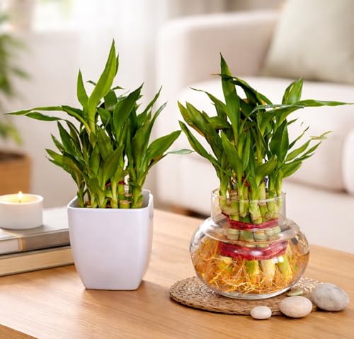 Image of SUGRAM PLANTS Two layer lucky bamboo in Glass & Plastic Pot (Combo of 2) For Living Room or Office table | indoor plants for good luck and air purification