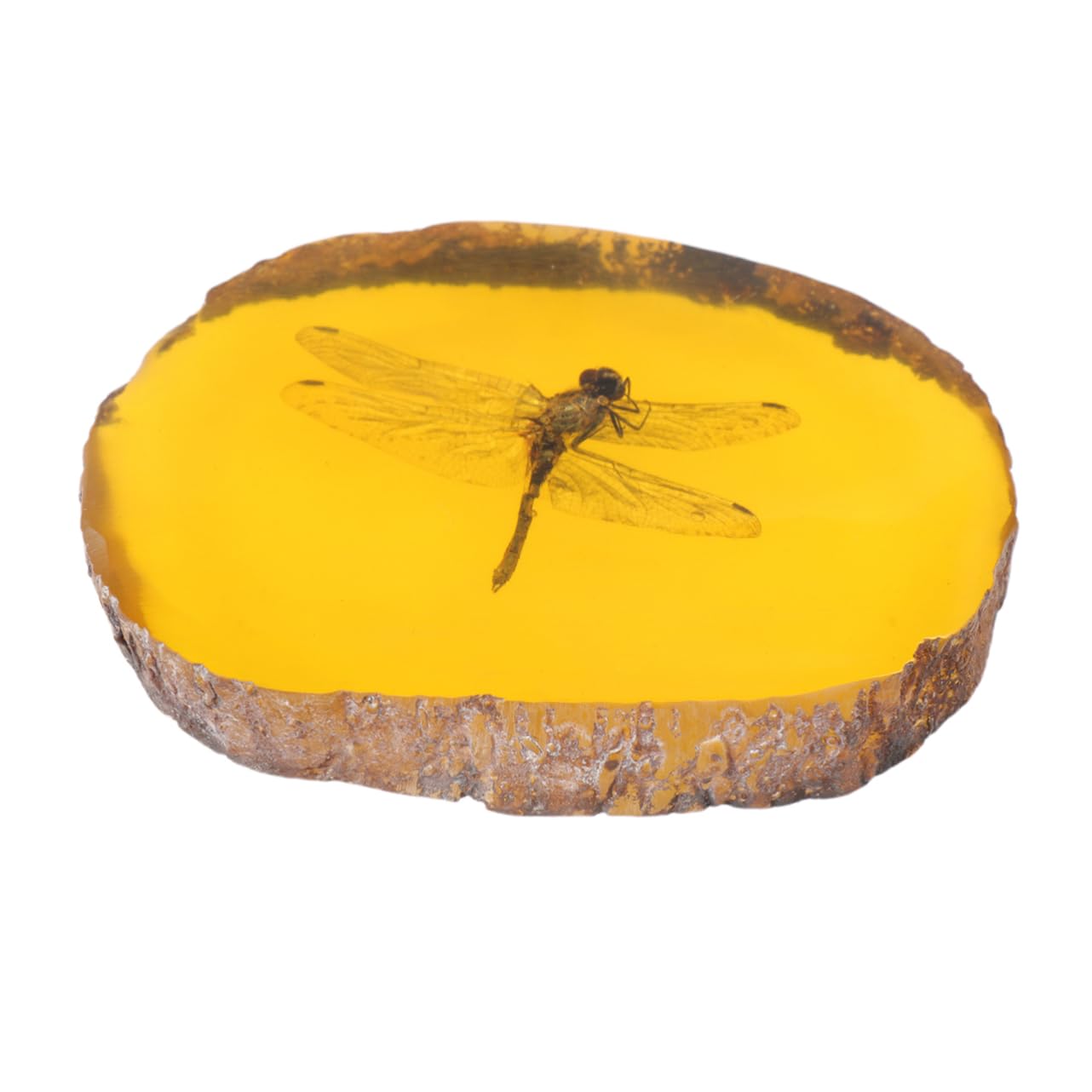 Ciondolo In Ambra Con Incluso - Pendente Con Farfalla Fossile, Design Unico | Per Collezionisti E Appassionati - Foto 10