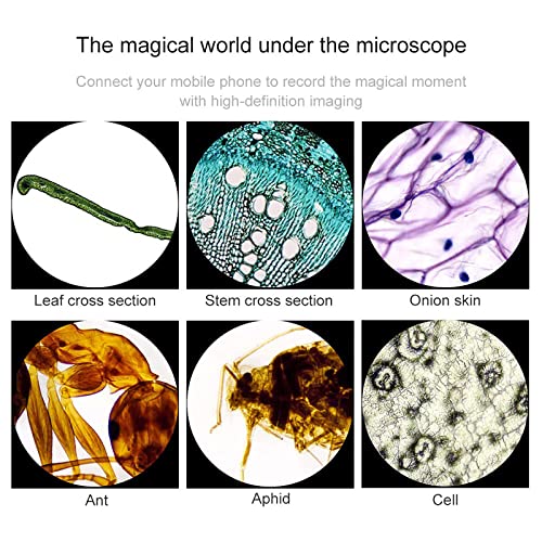 6000x /10000x/ 15000x / 20000x Microscópios Compostos, Microscópio Biológico Binocular, Com Suporte