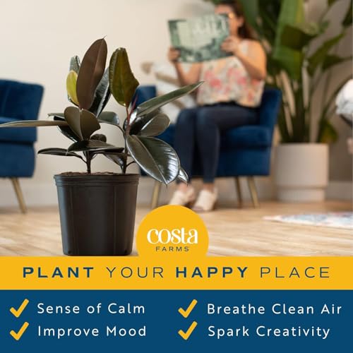Image of Costa Farms Burgundy Rubber Plant, Live Indoor Ficus Elastica Tree, Live Indoors Houseplant in Nursery Pot, Potting Soil Mix, Gift for Housewarming New House, Home or Office Decor, 2-3 Feet Tall