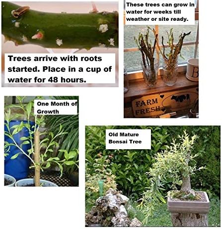 Miniatura 2 de Árbol bonsái de sauce negro, raíz gruesa de tronco, corte de árbol bonsái vivo para interiores o exteriores, obtén un bonsái de aspecto maduro