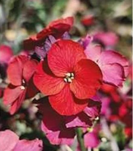 Erysimum Colour Vibe Red Perennial WallFlower Pack x6 Large Plug Plants