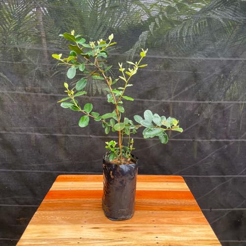 Muda Frutífera de Goiaba Serrana (Feijoa)