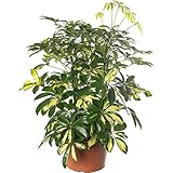 Pianta d'appartamento grande Schefflera Gold Capella, sempreverde e rara.