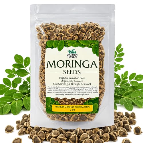 Moringa Seeds 2 oz (200+ Seeds) | PKM1 Premium Quality | Edible Snacking & Planting | Non-GMO | Moringa Oleifera | Semillas De Moringa | Malunggay | Drumstick Tree Seeds | Garden Haven