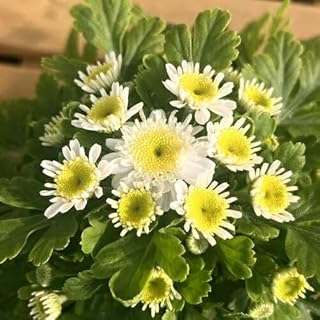 フランス菊 マトリカリア(ナツシロギク)カルロス 3号(直径9cm)ロングポット 1個 耐寒性多年草