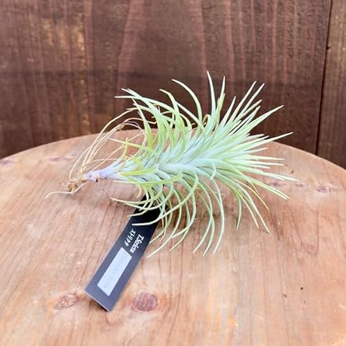  ϗtA GA[vcF`WA XgN^ Xg[gtH[ XL*GAvc