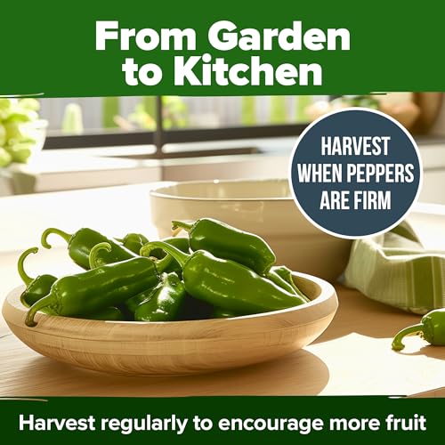 Image of HOME GROWN Jalapeno Pepper Seeds 258+ Heirloom Non-GMO Seeds for Planting, High Germination, Mild to Medium Heat Hot Peppers, Heavy Producer, Perfect for Salsa & Pickling (Capsicum annuum)