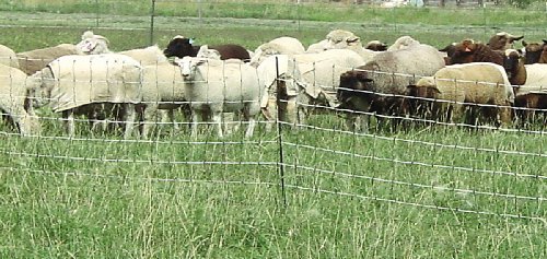 Powerfields P-75-W Electric 32-Inch Sheep Fence-Netting,...