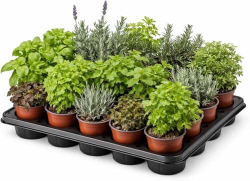 Pack 15 Plantas Aromáticas, Medicinales y Culinarias Maceta Ø 11 cm para uso Exterior