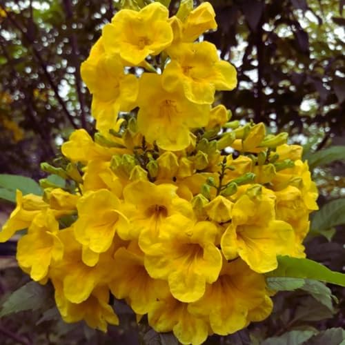 Image of Tecoma Yellow Bell Live Plant with Pot a€ inch Pack of 1 | Bright Flowering Shrub for Home Garden | Outdoor Decorative Yellow Flower Plant