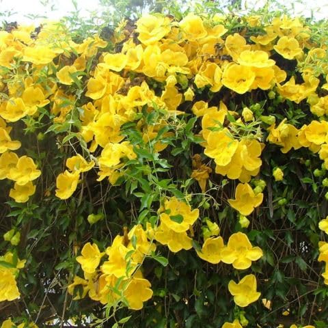 Cat’s Claw Creeper Live Plant – Yellow Blooming Vine for Landscaping & Home Garden | Pack of 1
