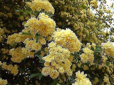 Image of Rosa Banksiae Lutea - Banksian Rose - Plant in 9Cm Pot