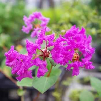 2セット／サルスベリ ぺチートサンシャインプラム／ブラックパール ライトピンク naegiyasan_545