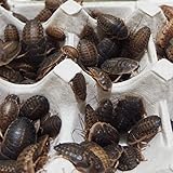 feedbase デュビア Lサイズ 2.0～3.0cm 50匹 アルゼンチンモリゴキブリ 紙袋配送 生餌 肉食熱帯魚 爬虫類 両生類 小型哺乳類 [生体]