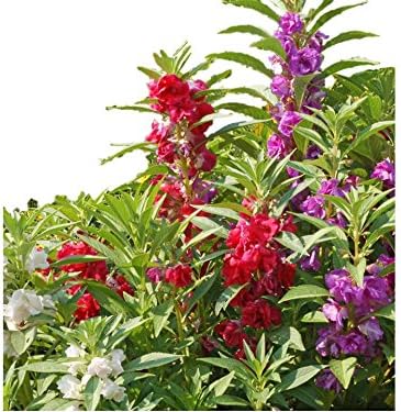 Camellia Balsam Seeds - Impatiens Balsamina - Elige el tamaño del paquete - (1400 semillas o 12 oz) - B202