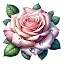 Rose Pinks