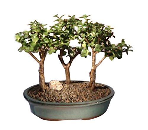 How to grow a baby jade bonsai tree