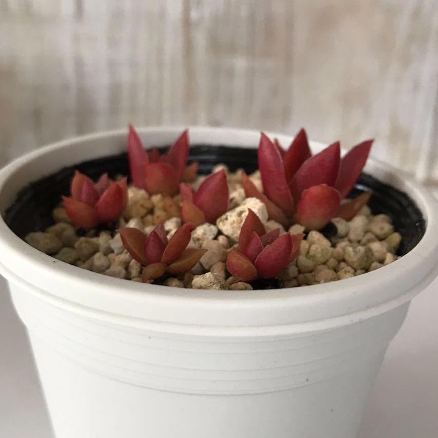Amazon.co.jp: 多肉植物 紅葉祭り クラッスラ 抜き苗 根付き : DIY 