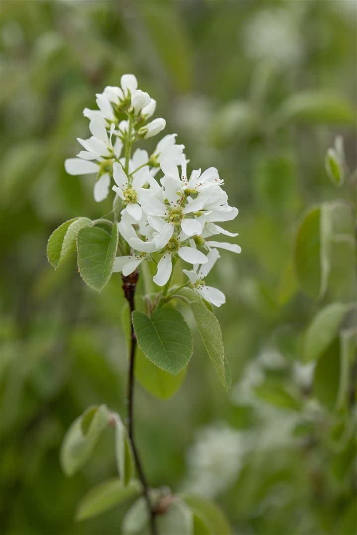 Amelanchier alnifolia 'Smoky' 100–125 cm – Winterhart, Mehrjährig, Pflegeleicht – Felsenbirne (Saskatoonbeere) – Obstgehölz für Garten & Naschhecke