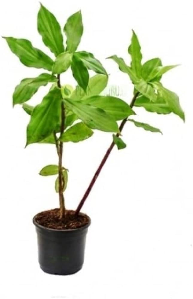 Greenursery Costus Igneus Insulin Live Medicinal Plant Garden Rare igneus Ayurvedic Medicine Plant With Pot (B0D3BBLHN7) Amazon Price History, Amazon Price Tracker