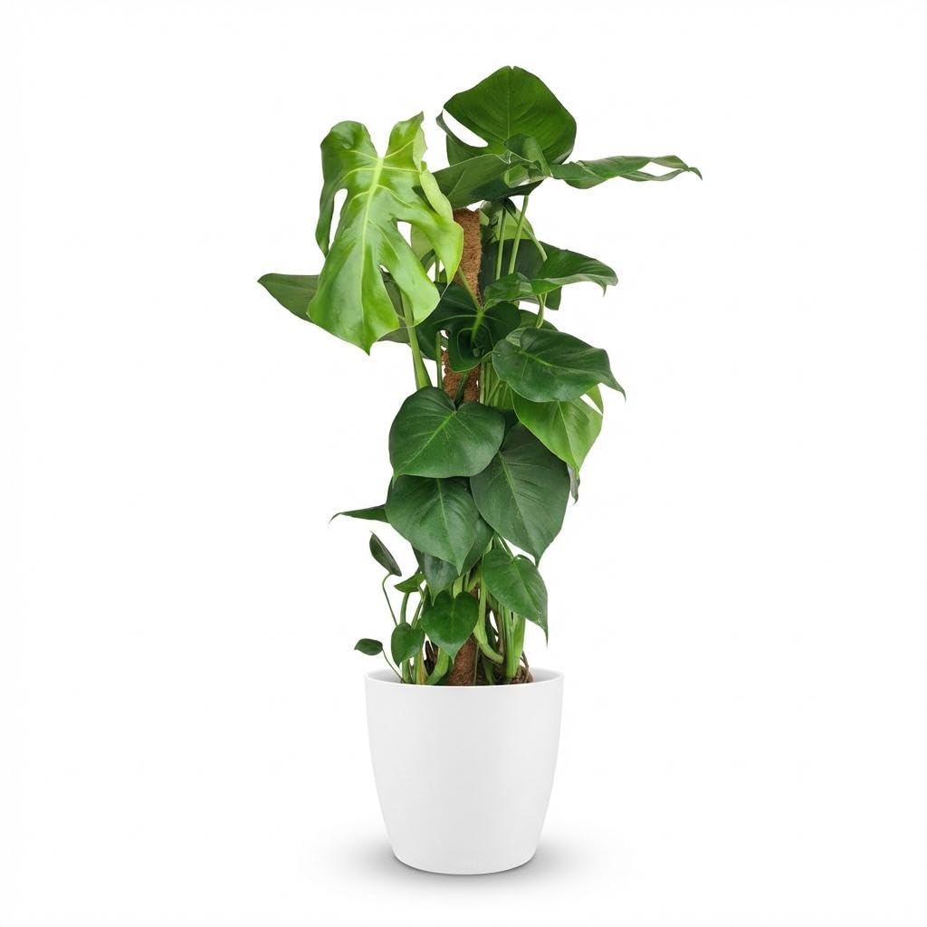 Green boutiQ - Zimmerpflanze - Fensterblatt - Monstera Deliciosa Moosstab - Grün - Pflegeleicht - 1 Pflanze - mit Übertopf Weiß - Topf 19cm - Höhe 90cm