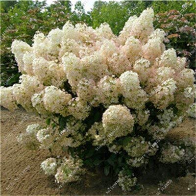 2 : 150 Pcs Hydrangea Seeds,Colorful Climbing Hydrangea Flower Seeds,Exotic Flower Bonsai Plant Seeds for Home Garden Decoration