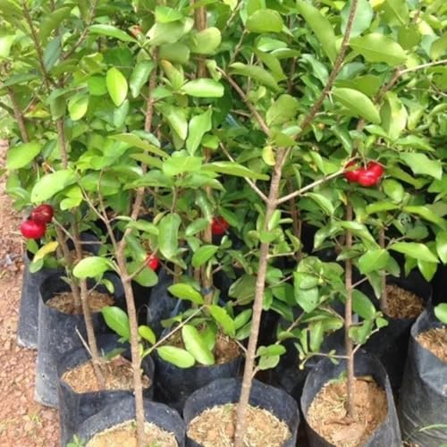 Acerola Red Cherry Seedling, Barbados Cherry Live Plant, 5-9” Tall