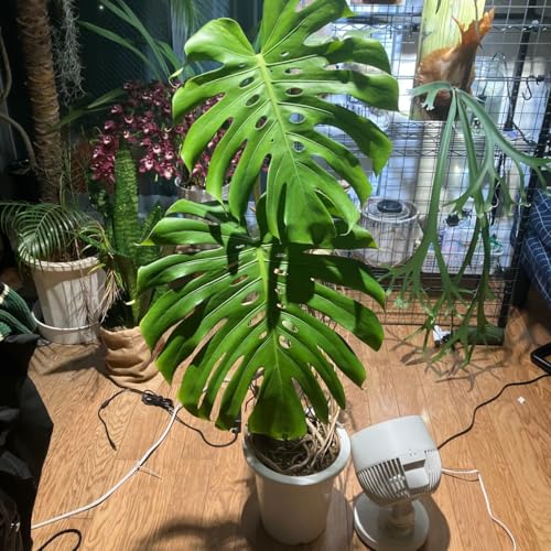 観葉植物 モンステラ 幹上がり」の人気商品一覧 | 安い商品を通販