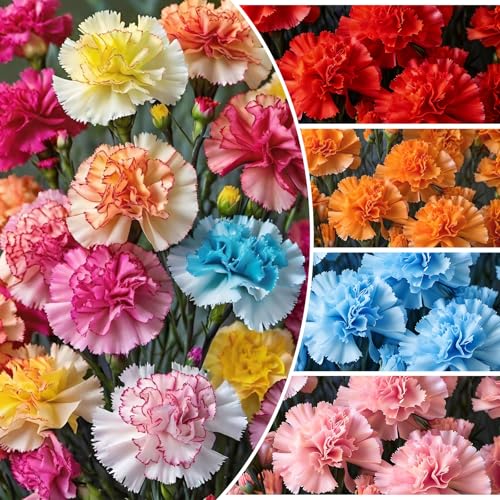 Mix Carnation Seeds-1100 Pcs Perennial Flower Seeds for Planting with Fragrant Blooms-Ideal for Pollinators Cutting Gardens Bouquets & Floral Arrangements