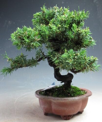 Amazon.co.jp: 盆栽 八房杜松/トショウ【現品】（3409） : DIY