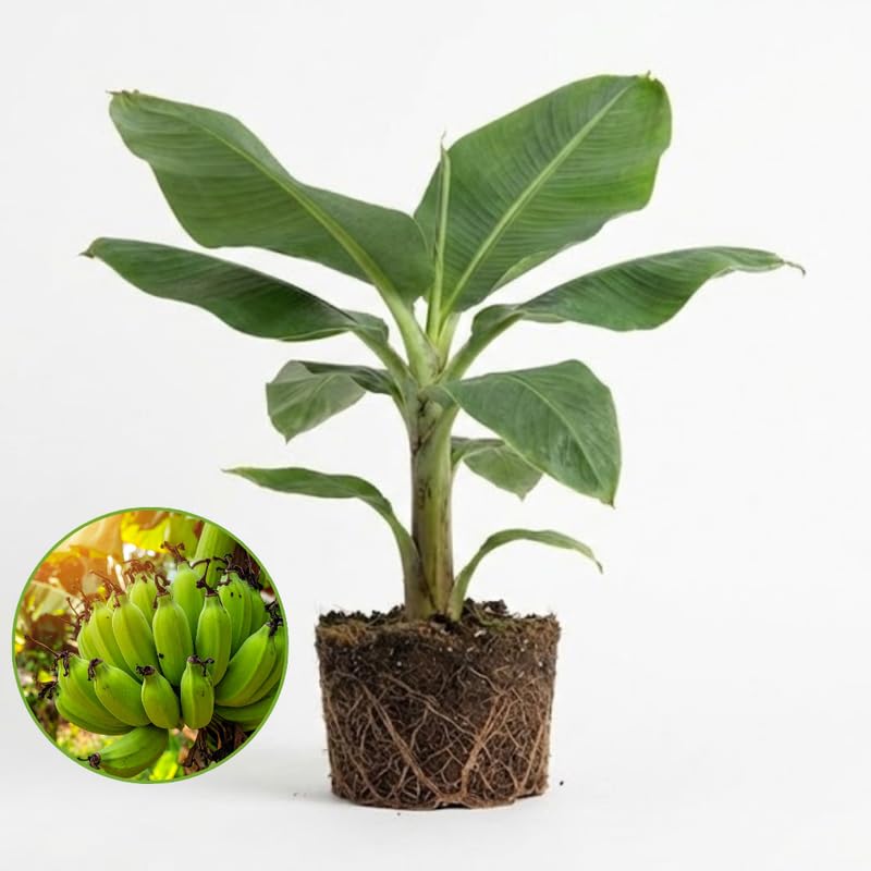 Banana Trees Live Plants, Dwarf Banana Tree 12–24 Inch, Compact Tropical Variety for Containers, Patios and Home Gardens