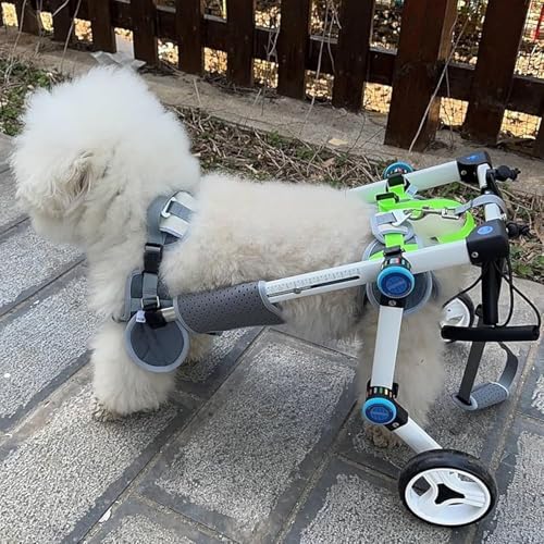 Chariot pour chat et chiot paralysé - Fauteuil roulant réglable contre le handicap