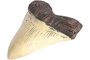 Megalodon Shark Tooth Fossil: Ancient Giant Shark Tooth Replica