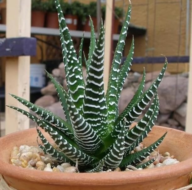Zebra Cactus (Haworthiopsis attenuata): Discover the Charm and Benefits of  this Striking Succulent | Zebra Cactus, Zebra Haworthia, Zebra Plant With  Pot | Ideal For Indoor : Amazon.in: Garden & Outdoors