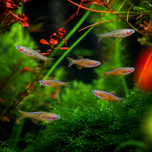 Swimming Creatures™ Freshwater Rainbowfish Live...